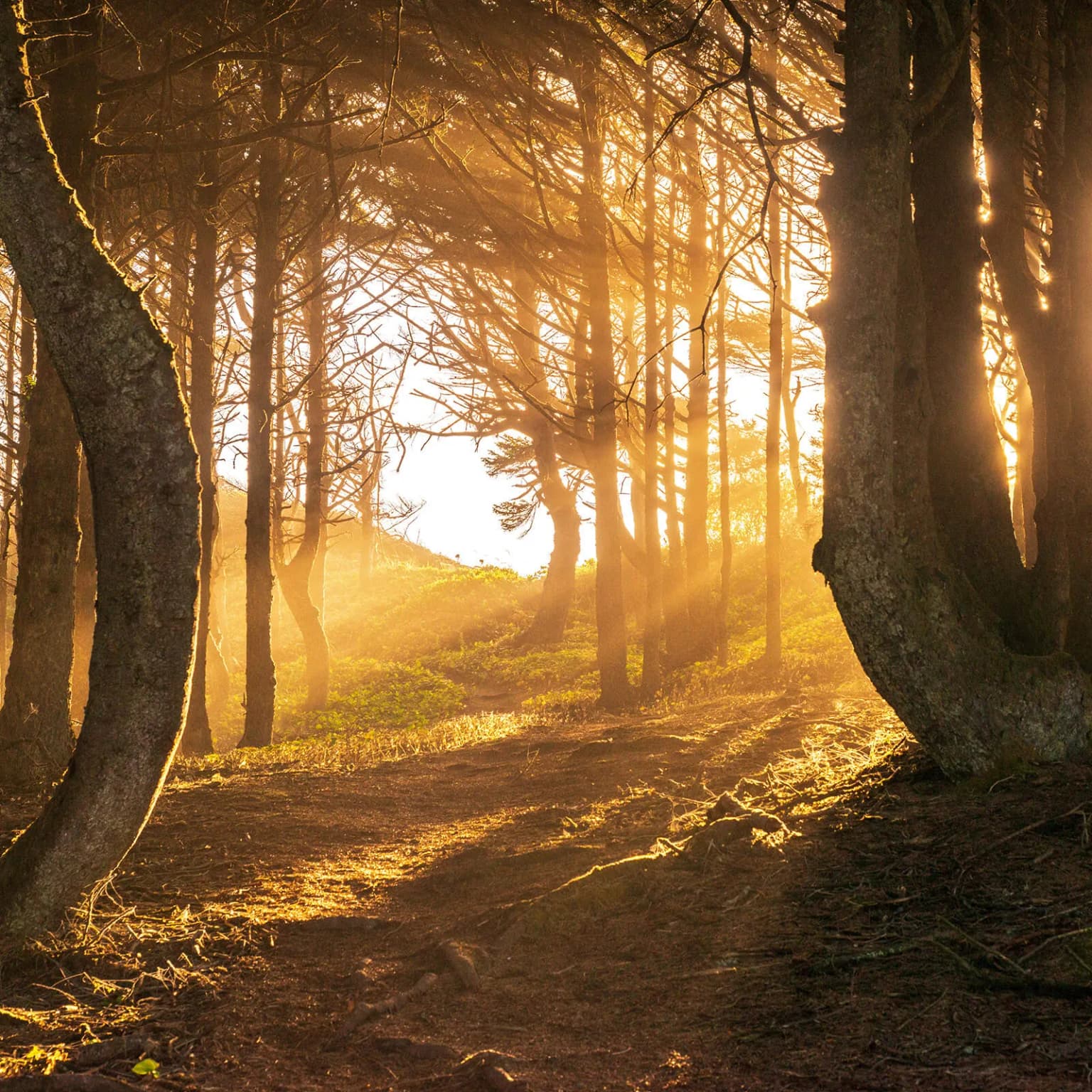 Wald im Sonnenuntergang Kup